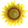 little sunflower